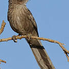 Cratérope écaillé