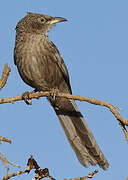 Arabian Babbler