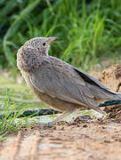 Arabian Babbler