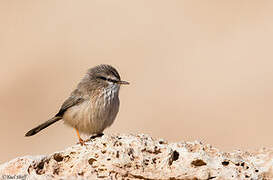 Streaked Scrub Warbler