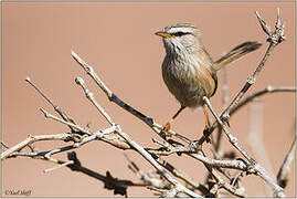 Streaked Scrub Warbler