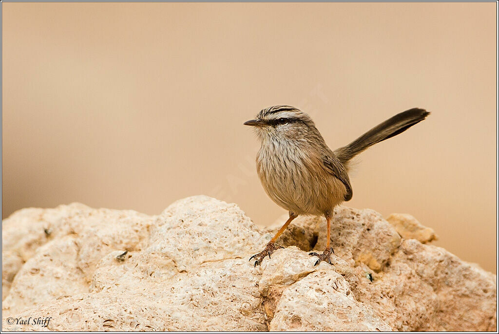 Streaked Scrub Warbler