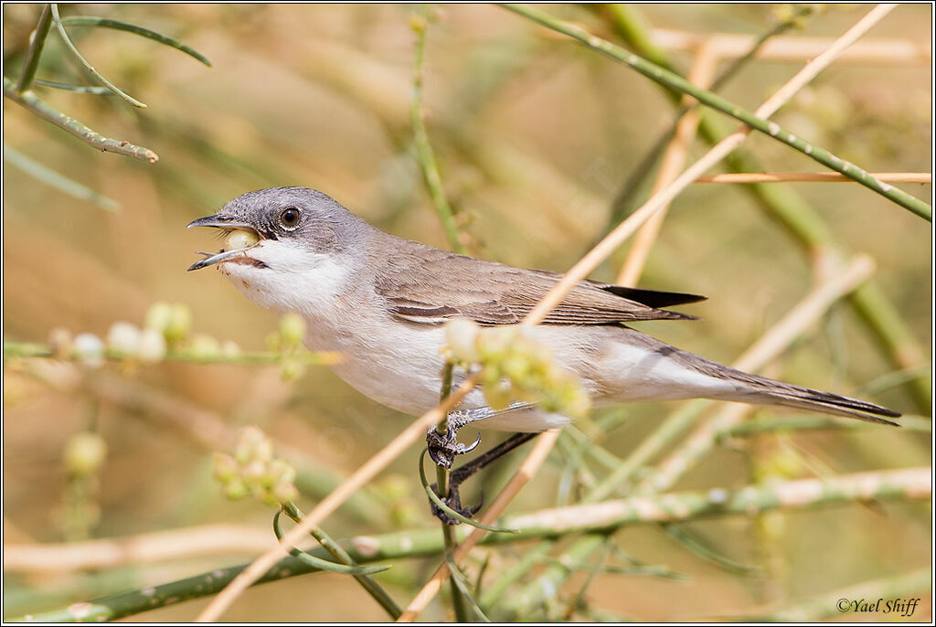 Lesser Whitethroat