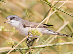 Lesser Whitethroat