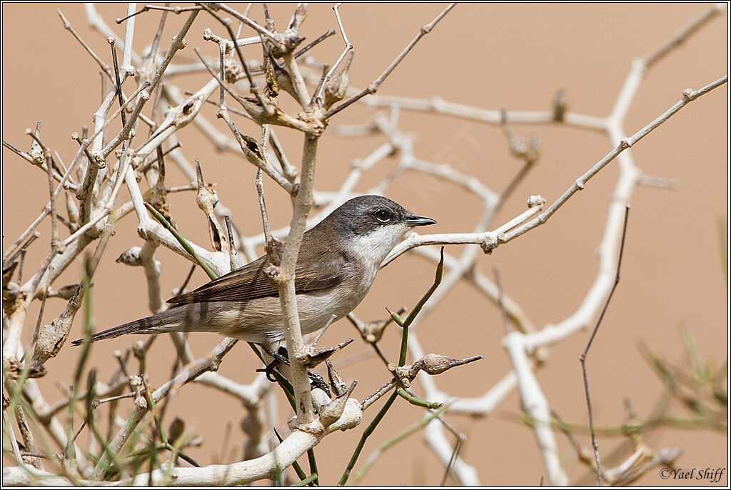 Lesser Whitethroat