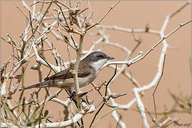 Lesser Whitethroat