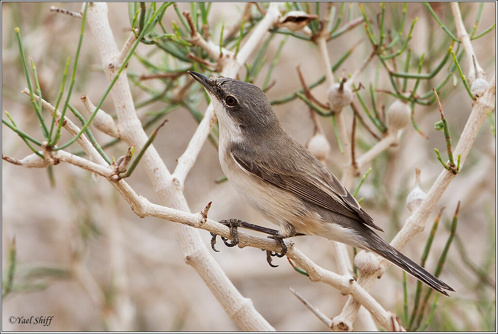 Lesser Whitethroat