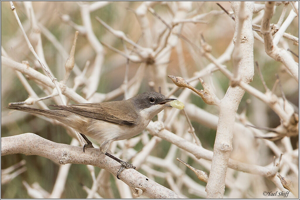 Lesser Whitethroat