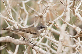 Lesser Whitethroat