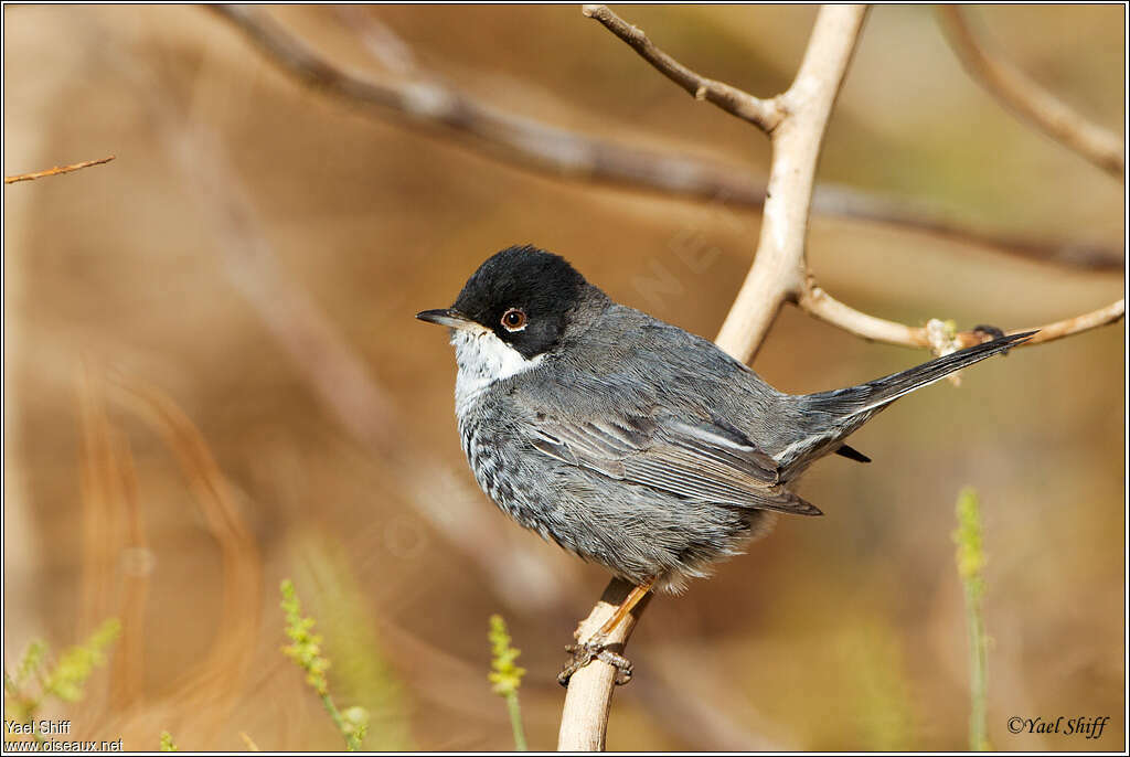 Fauvette de Chypreadulte, identification