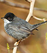 Cyprus Warbler