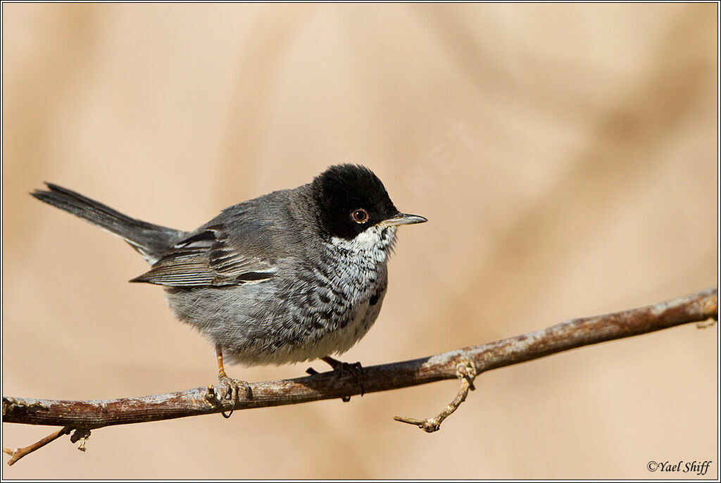 Cyprus Warbler