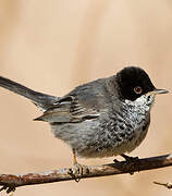 Cyprus Warbler