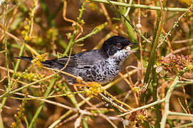 Cyprus Warbler