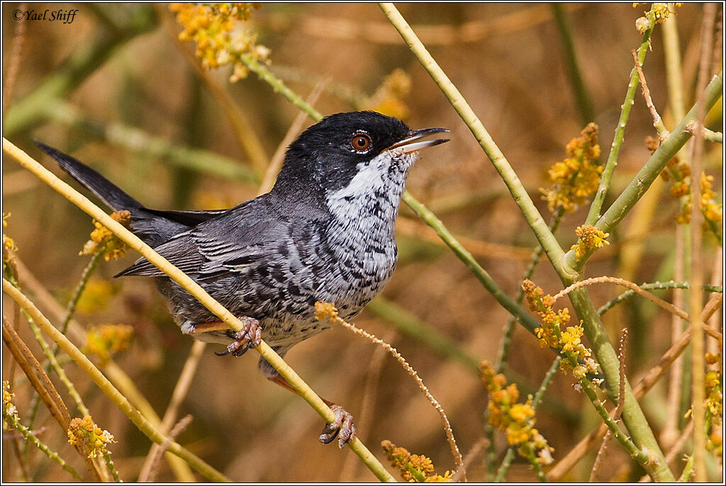 Cyprus Warbler