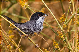 Cyprus Warbler