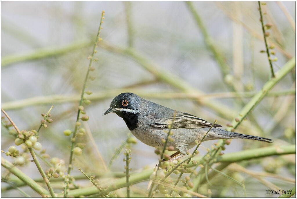 Rüppell's Warbler male