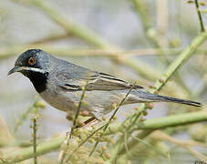 Rüppell's Warbler