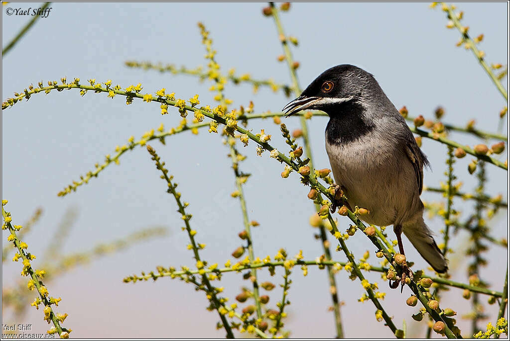 Rüppell's Warbler male adult, feeding habits, eats