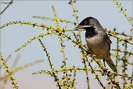 Rüppell's Warbler