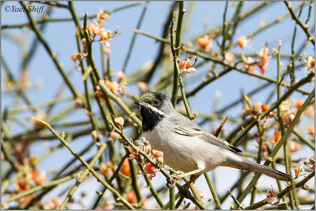 Rüppell's Warbler male