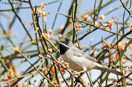 Rüppell's Warbler