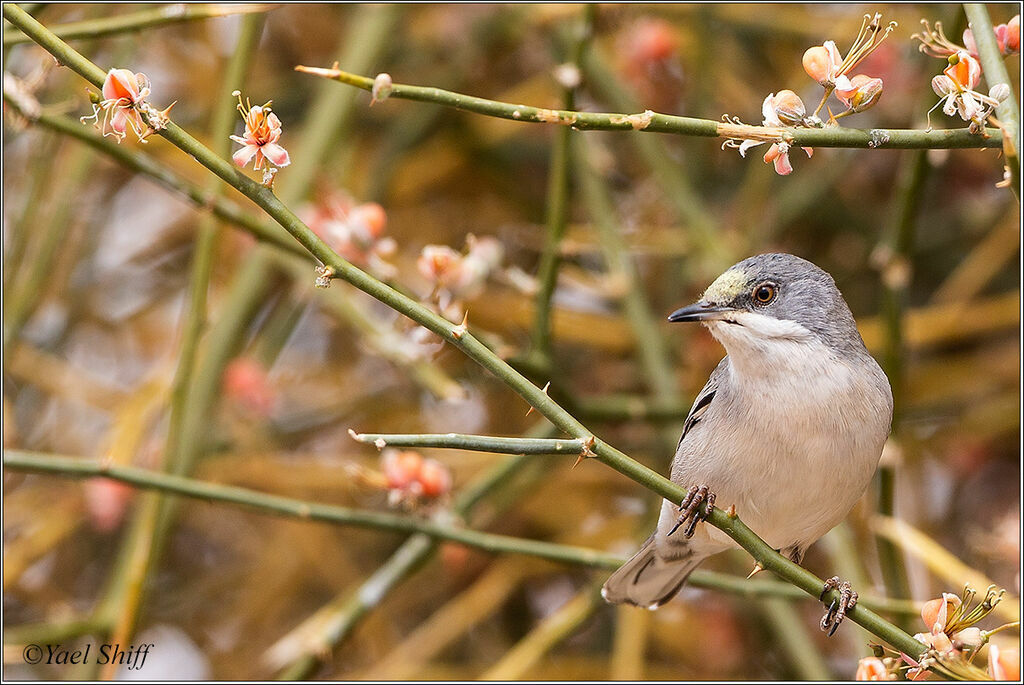 Rüppell's Warbler female