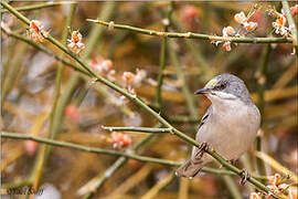 Rüppell's Warbler