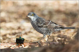 Barred Warbler