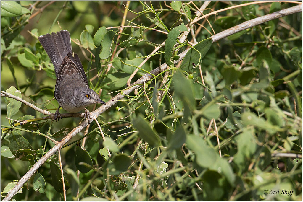 Barred Warbler