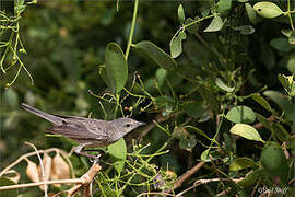 Barred Warbler