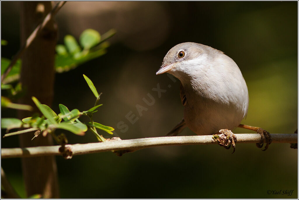 Common Whitethroat