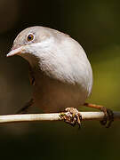 Common Whitethroat