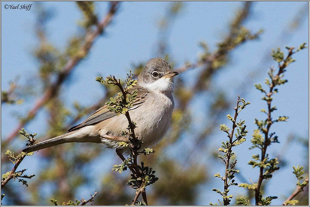 Common Whitethroat