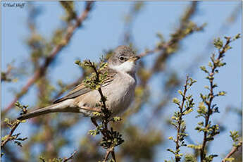 Fauvette grisette