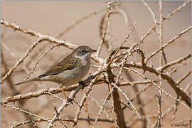 Common Whitethroat