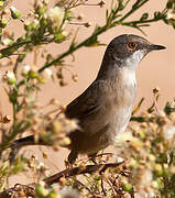 Sardinian Warbler