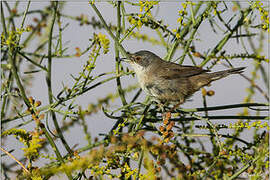 Sardinian Warbler