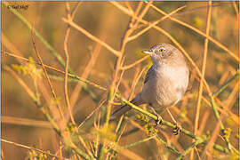 Asian Desert Warbler