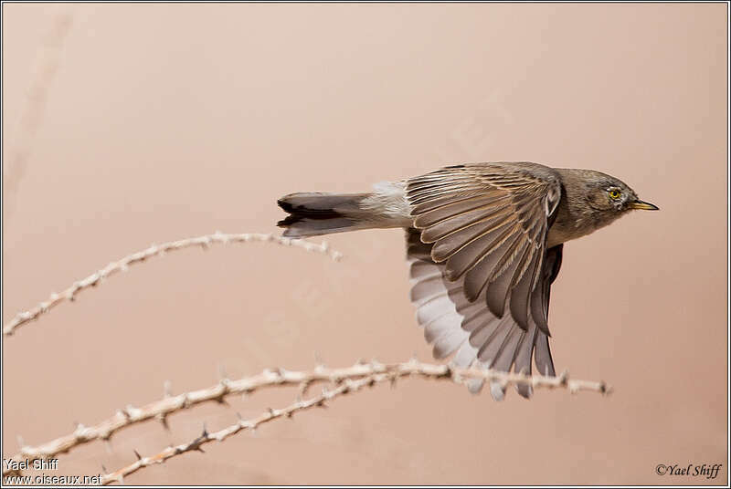 Asian Desert Warbler, pigmentation, Flight