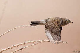 Asian Desert Warbler