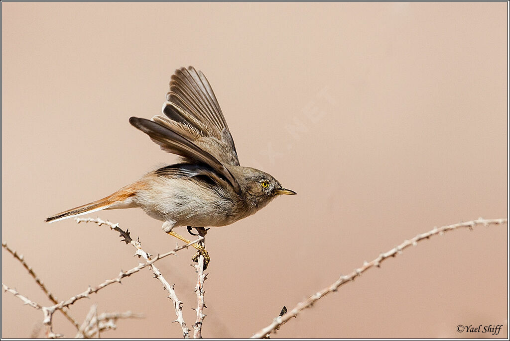 Asian Desert Warbler