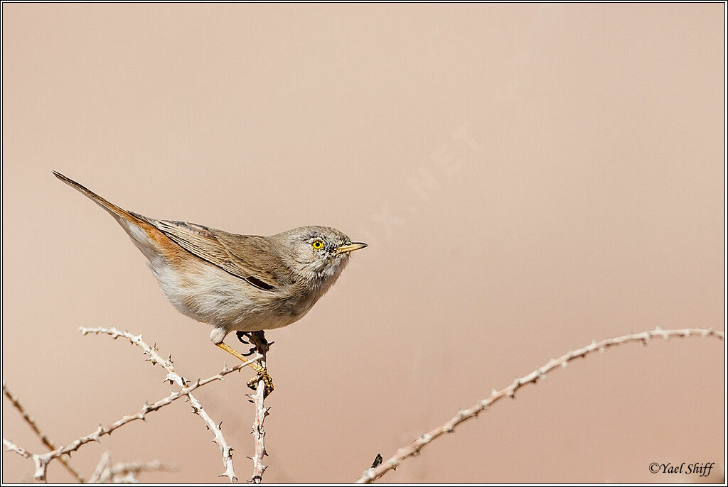 Asian Desert Warbler