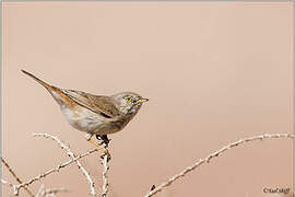 Asian Desert Warbler