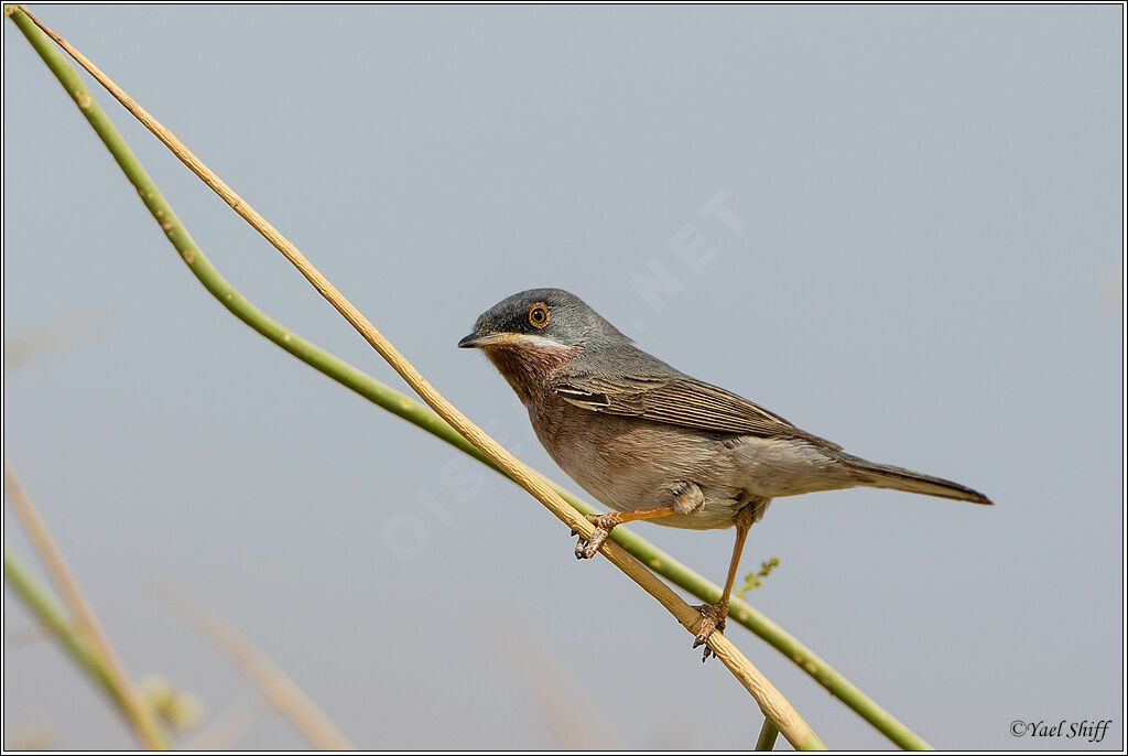 Western Subalpine Warbler male