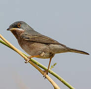 Western Subalpine Warbler