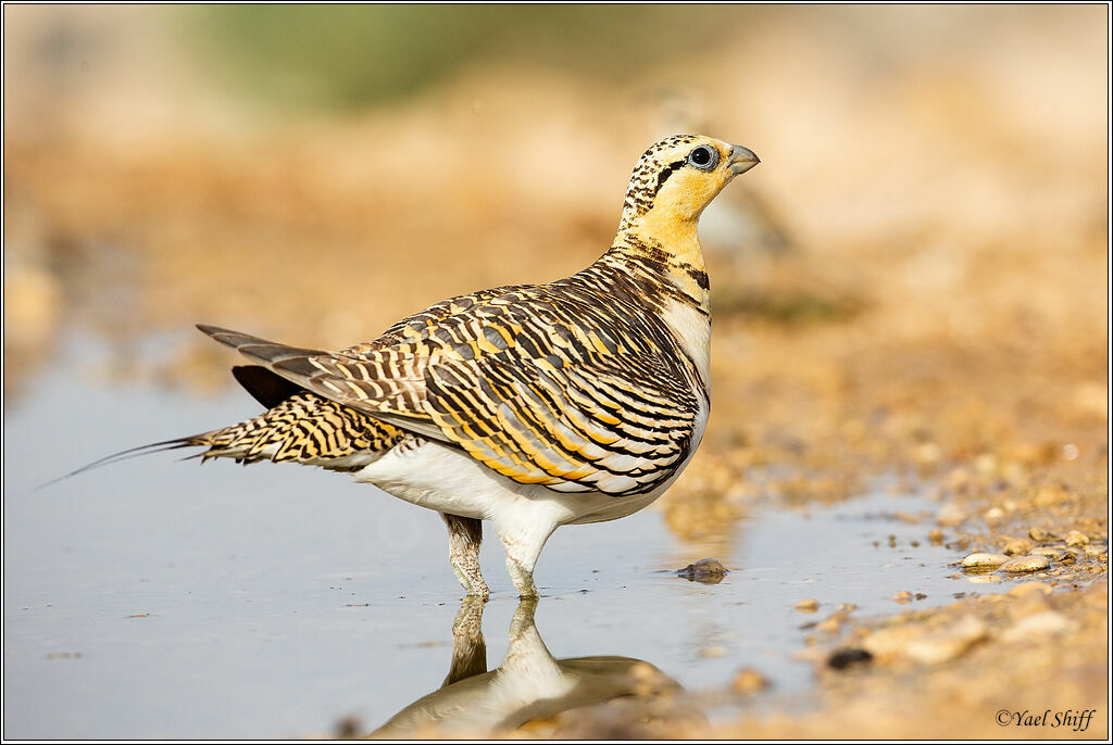 Pin-tailed Sandgrouse female