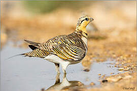 Pin-tailed Sandgrouse