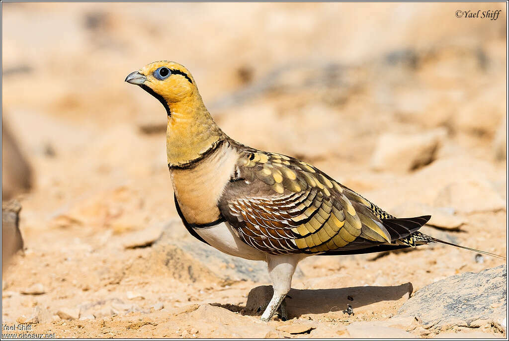 Pin-tailed Sandgrouse male adult breeding, identification