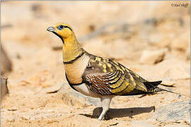 Pin-tailed Sandgrouse